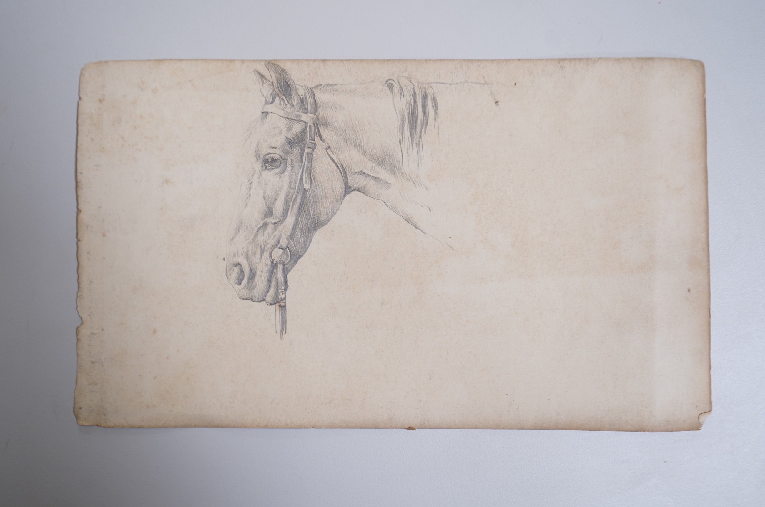 Herbert Thomas Dicksee, (1862-1942), Study of a horses head